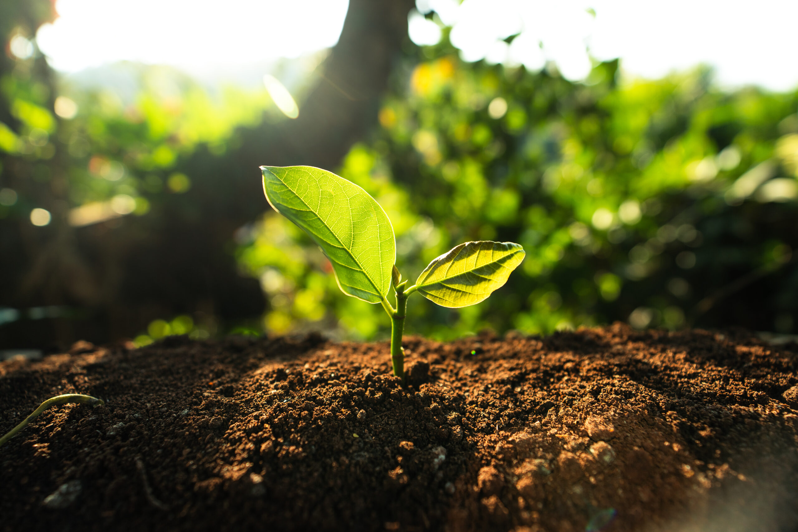 Plante qui pousse dans la terre